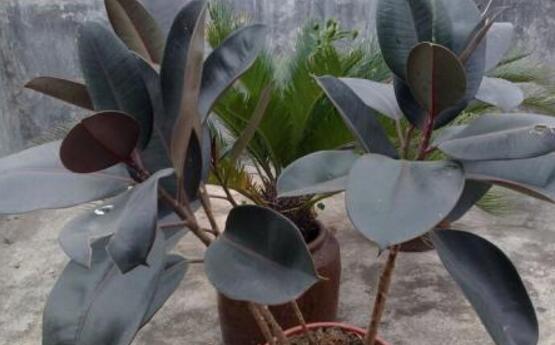 橡皮樹怎么修剪，橡皮樹修剪方法