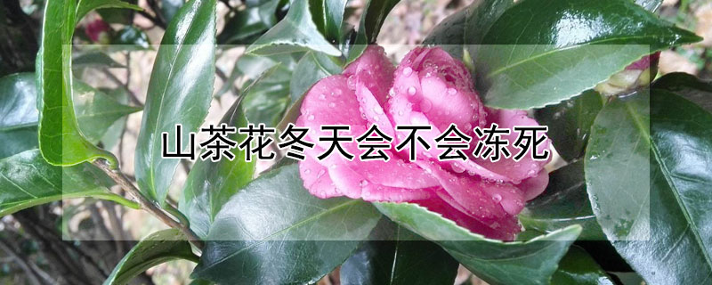 山茶花冬天會(huì)不會(huì)凍死