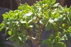 玉樹葉子為什么會發(fā)黃，玉樹葉子發(fā)黃怎么辦