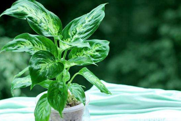 如何水養(yǎng)萬年青，掌握換水規(guī)律最重要