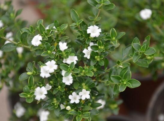 六月雪葉子發(fā)黑脫落怎么辦，做好三個要點即可恢復綠意