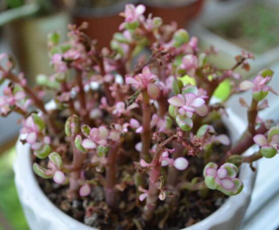 雅樂之舞怎么養(yǎng)出粉色，盆土合理/肥水結合/光照溫度適當