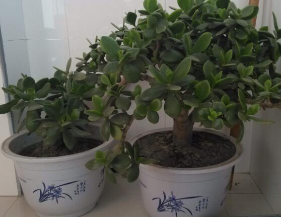 燕子掌用大盆還是小盆，大株用大一號盆/小株用小一號盆