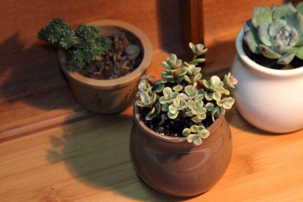 雅樂(lè)之舞養(yǎng)不出粉色，加強(qiáng)光照并補(bǔ)充養(yǎng)分