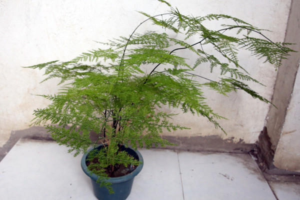 文竹冬天怎么澆水，保持土壤偏干燥即可