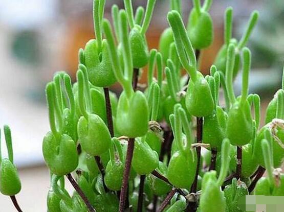 碧光環(huán)開花嗎，會開/從種植到開花需要5-7年(時間漫長)