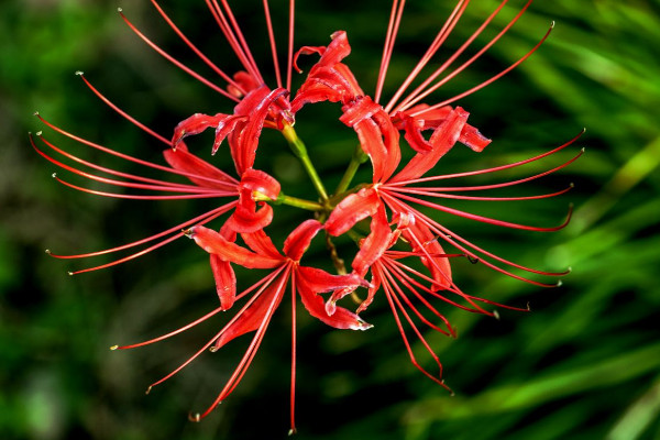 彼岸花冬季養(yǎng)護(hù)