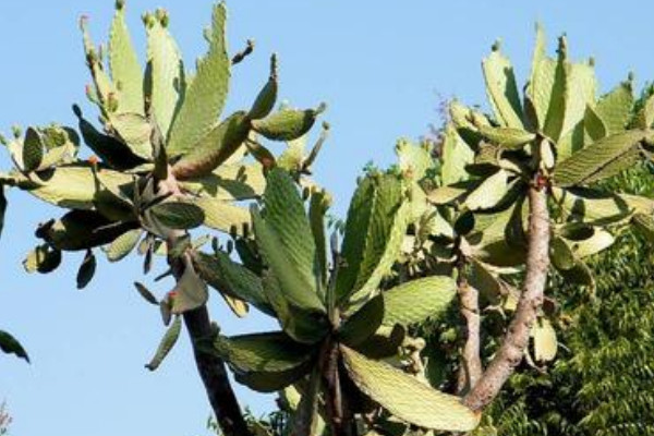 仙人樹(shù)怎么養(yǎng)殖方法