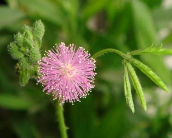 常碰含羞草有毒嗎，導(dǎo)致頭發(fā)眉毛發(fā)黃脫落(最好避免)