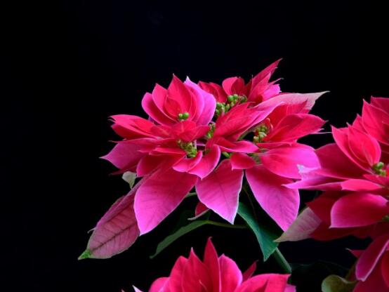 一品紅多久澆一次水，不同季節(jié)不同澆水量(澆則澆透)