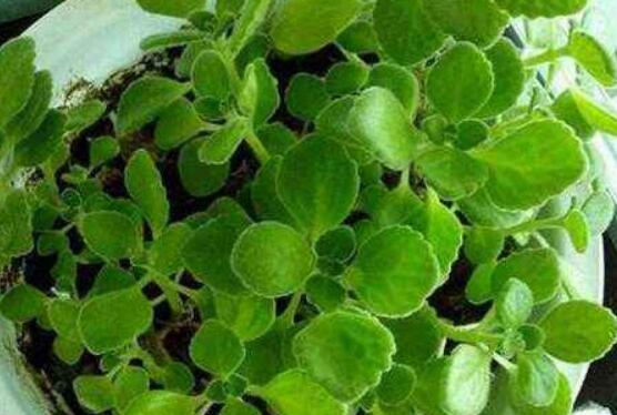 碰碰香放臥室可以嗎，可以/醒腦提神、凈化空氣、驅(qū)趕蚊蟲