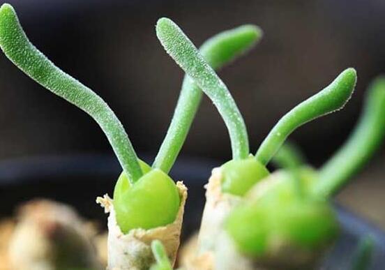 碧光環(huán)發(fā)芽后要澆水嗎，需要/只需要保持濕潤環(huán)境即可