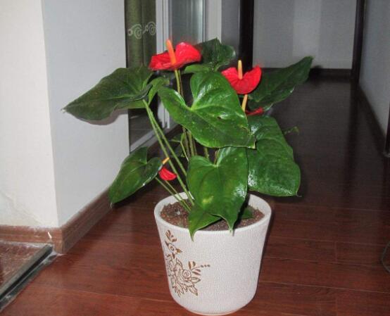 紅掌葉子發(fā)黃焦邊干枯是怎么回事，教你最直接有效三種解決措施