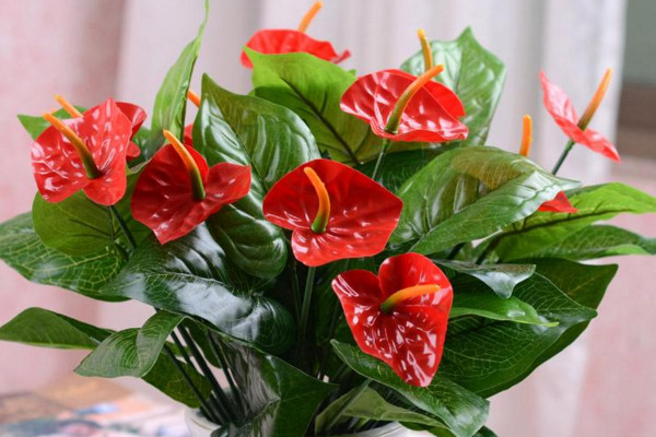 紅掌葉子發(fā)黃怎么補(bǔ)救，改善土質(zhì)補(bǔ)充光照