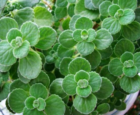 碰碰香和薄荷的區(qū)別，解析一眼就能分辨出的兩種方法