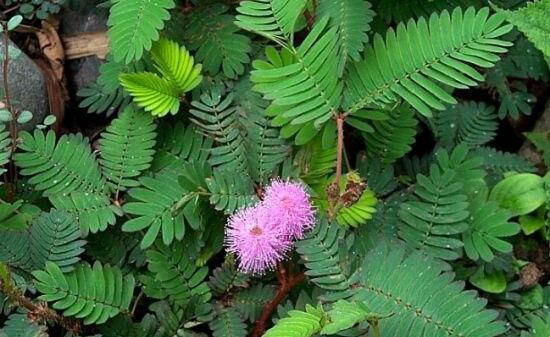 含羞草怎么養(yǎng)活，做好五個(gè)要點(diǎn)存活率百分百