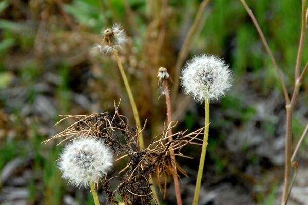 蒲公英的病害防治，常見(jiàn)病害以及防治方法