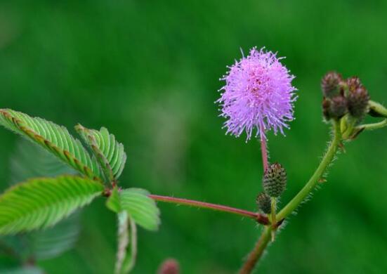 含羞草有毒嗎可以碰嗎，毒性比較輕微/盡量別長時間接觸