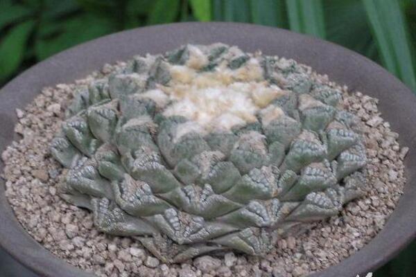 最名貴的仙人球，長(zhǎng)相都非常奇特