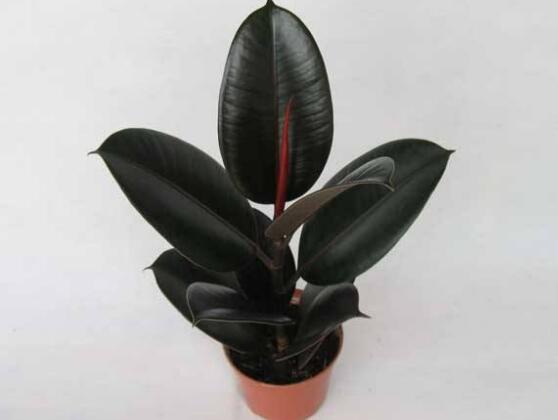 橡皮樹怎么養(yǎng)，牢記七個步驟就可養(yǎng)好