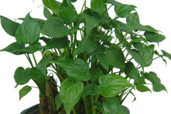 滴水觀音葉子發(fā)白是什么原因