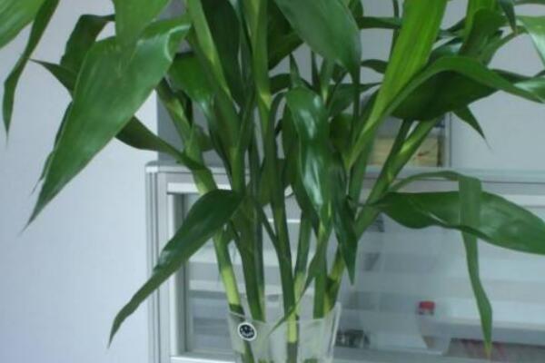 幸運(yùn)竹和富貴竹的區(qū)別