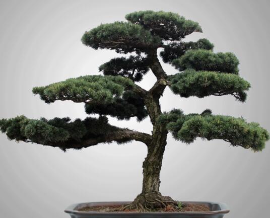 迷你羅漢松的養(yǎng)殖方法，簡單好養(yǎng)的四種方法