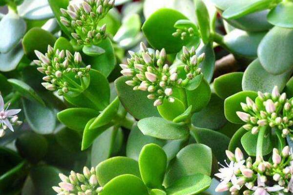 玉樹掉葉子是什么原因，五種原因以及處理方法