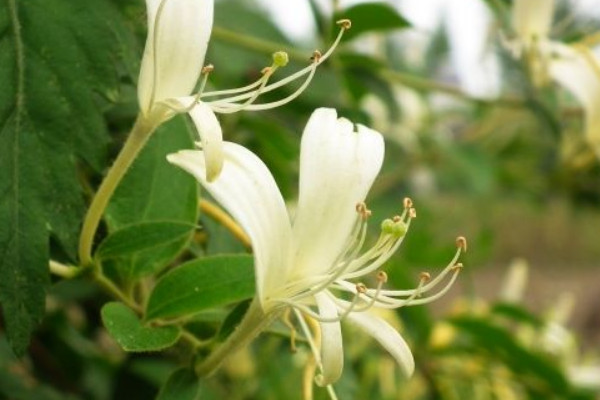 金銀花光桿多久發(fā)芽