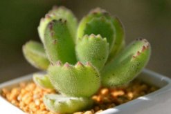 剛買的熊童子怎么養(yǎng)，讓植株盡快適應(yīng)環(huán)境才是最關(guān)鍵的