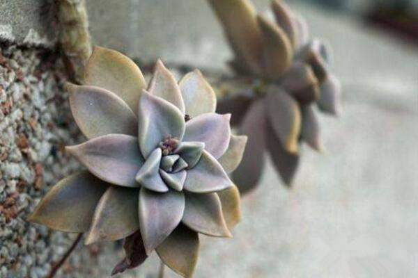 寶石花怎樣用葉子繁殖，寶石紅葉子繁殖5大要點