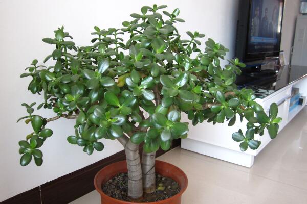 燕子掌冬天掉葉子，冬天掉葉子原因以及解決方法