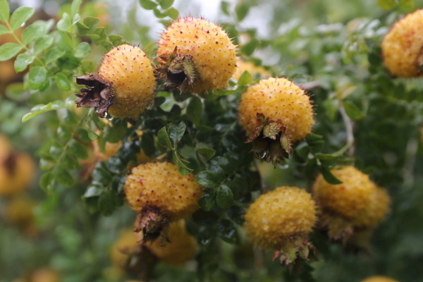 金櫻子盆栽可以結(jié)果嗎