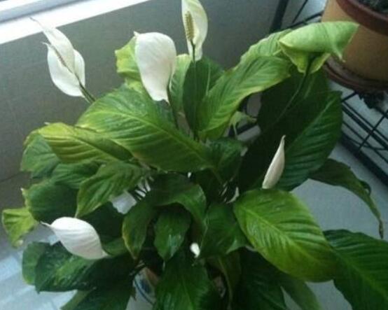 一帆風(fēng)順蔫了怎么補救，四種原因以及補救辦法