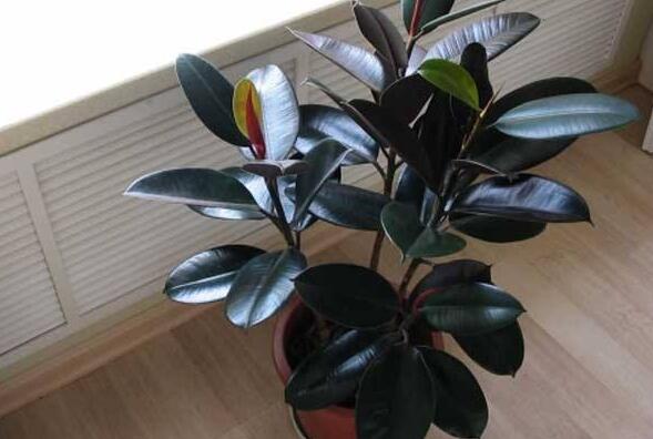 橡皮樹落葉子怎么回事，中自然原因和病害5種原因造成的