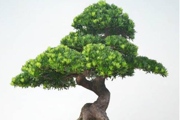 羅漢松盆景圖片欣賞，習(xí)性、分布以及作用