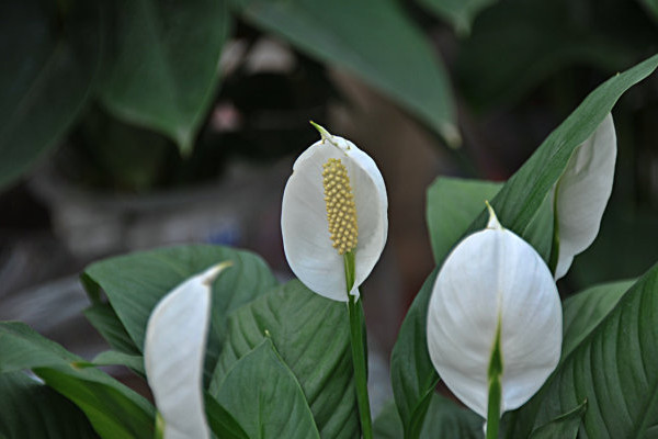 一帆風順葉尖發(fā)黃干枯怎么辦，及時提供光照補充水分