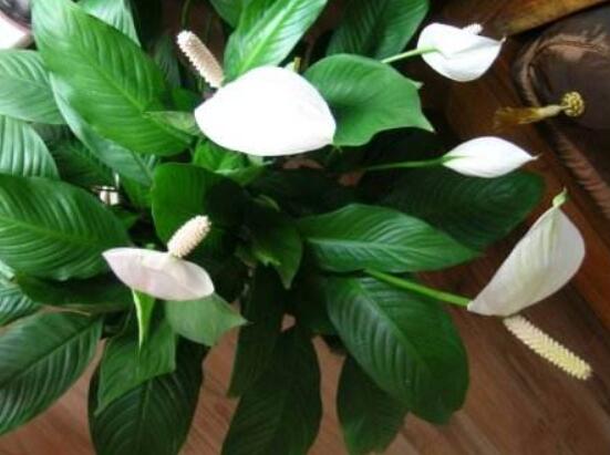 一帆風順花期，大多數(shù)在5-8月開花(一年四季均可開花)