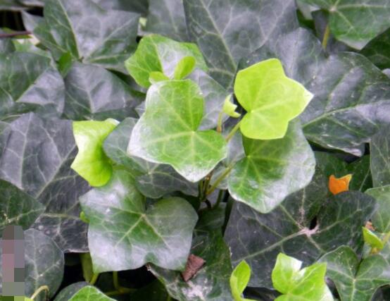 常春藤開花嗎，花期從秋季一直到春季