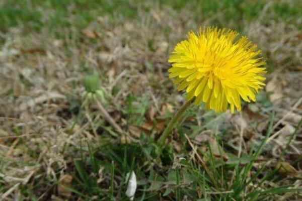 蒲公英種子種植方法，可以通過以下4步來進(jìn)行