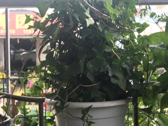 常春藤有什么風(fēng)水作用，常春藤的功效與作用