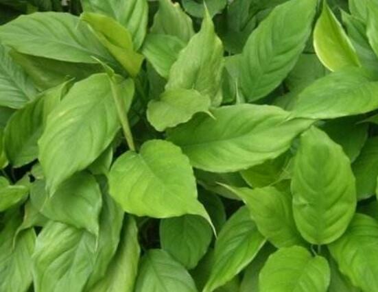 大葉萬年青有毒嗎，誤食會導(dǎo)致聲帶嘶啞、失明