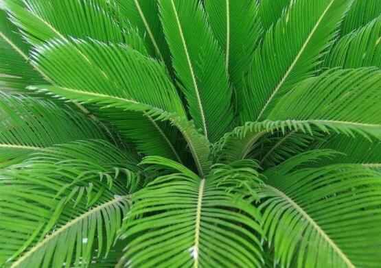 養(yǎng)鐵樹有什么忌諱，沖擊財(cái)運(yùn)與福運(yùn)/戀愛結(jié)婚難