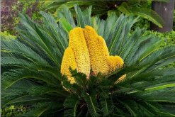 鐵樹開花是什么征兆，是一種祥瑞之兆