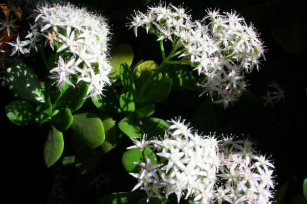 燕子掌幾年開花，需要養(yǎng)殖3年以上才能開花