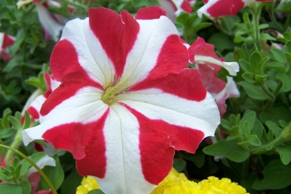 牽?；ǚN子是否需要春化