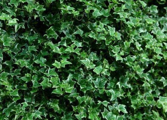 好看的常春藤盆景圖片欣賞，綠化環(huán)境、春天長駐