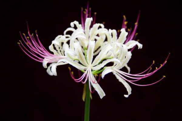 彼岸花有幾個(gè)花瓣