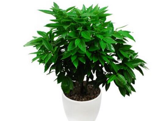 平安樹怎么養(yǎng)才茂盛，平安樹的養(yǎng)殖方法