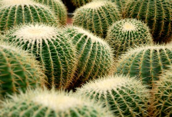 仙人球怎么施肥才正確，老農(nóng)總結(jié)一年四季施肥方法